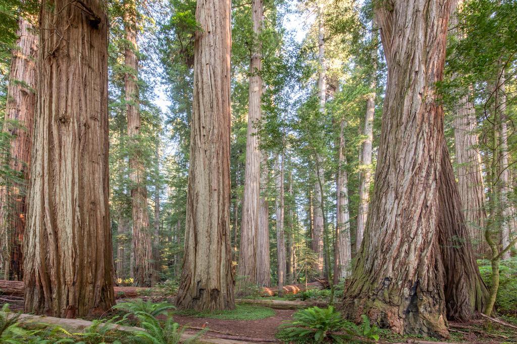 Redwood Inn クレセントシティ エクステリア 写真