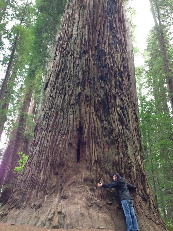 Redwood Inn クレセントシティ エクステリア 写真